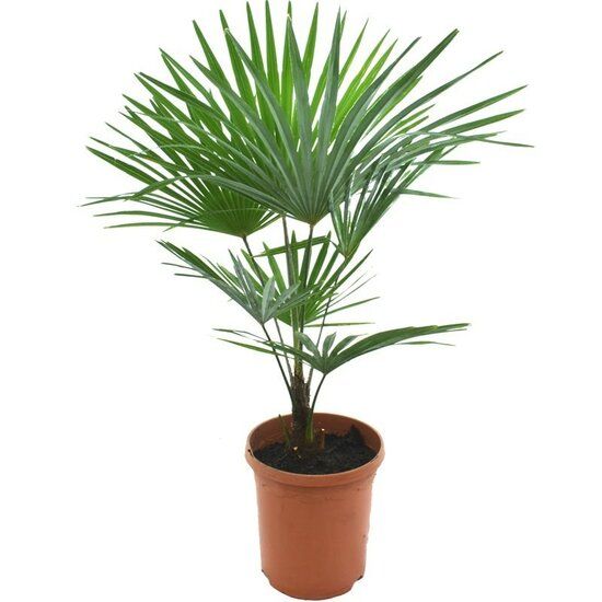 Trachycarpus Princeps × Wagnerianus